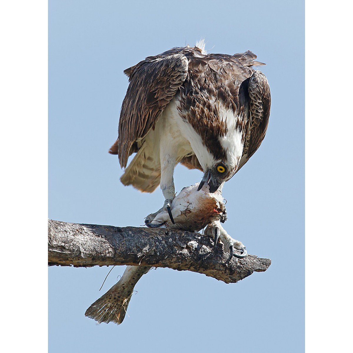 what do osprey eat