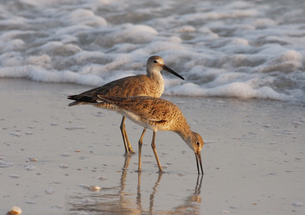 Florida Willets, Linton Wildlife Photography