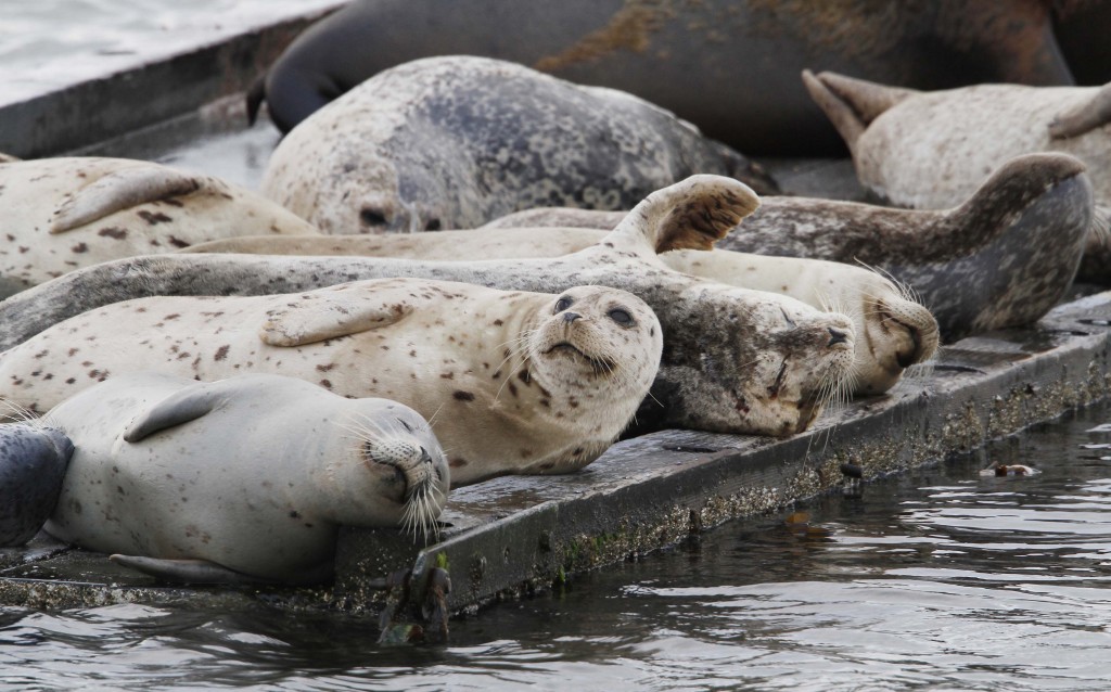 Harbor Seals, Washington