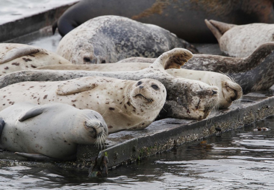 Harbor Seals, Washington
