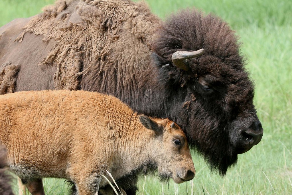 Buffalo cow and buffalo calf - Linton Wildlife Photos