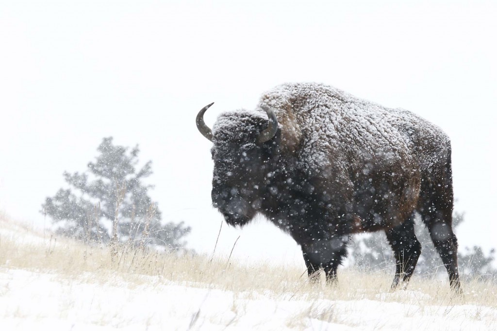 Buffalo in the snow - Linton Wildlife Photos