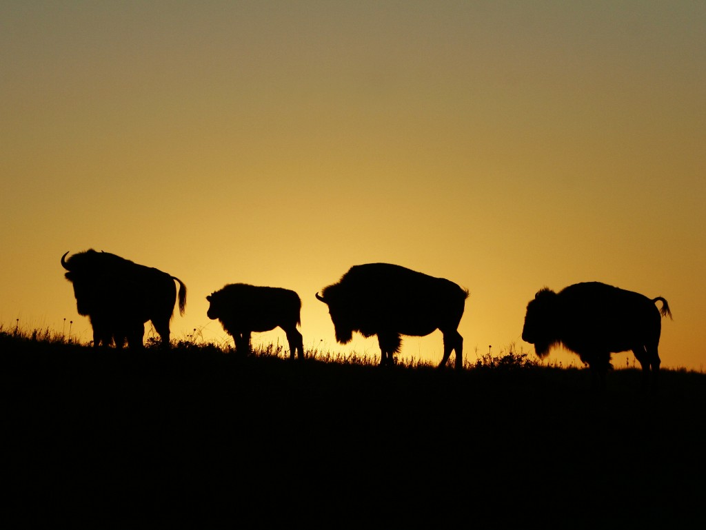 Silhouette Buffalo - Linton Wildlife Photos