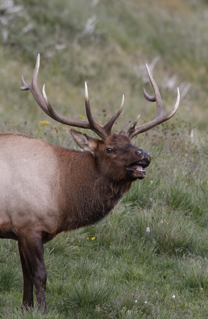 Bugling Rocky Mountain Elk - Custer - Linton Wildlife Photography