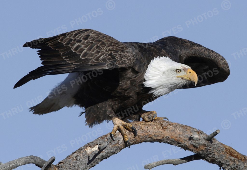 Bald Eagle Perched - Linton Wildlife Photography