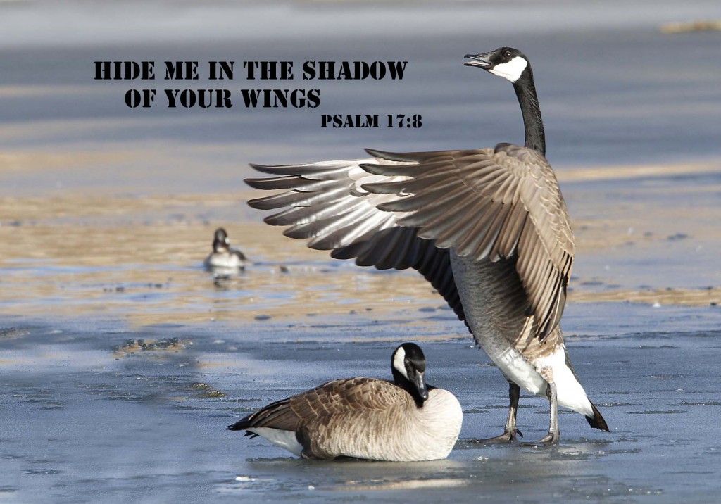 Inspirational Gifts with Geese - Linton Wildlife Photos