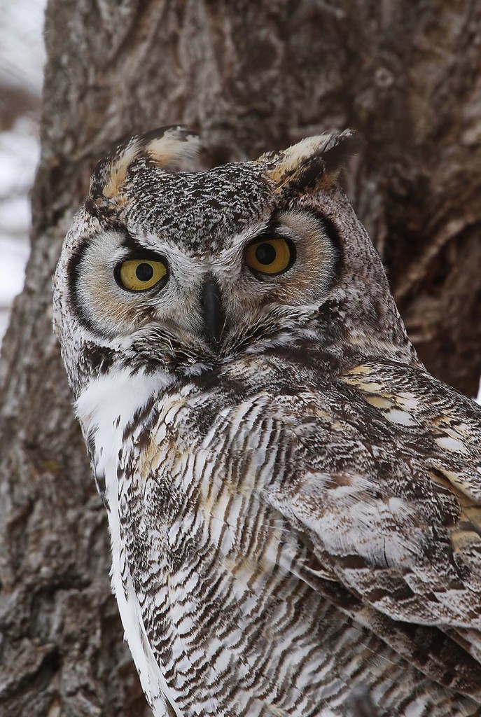 Owl - Linton Wildlife Photography