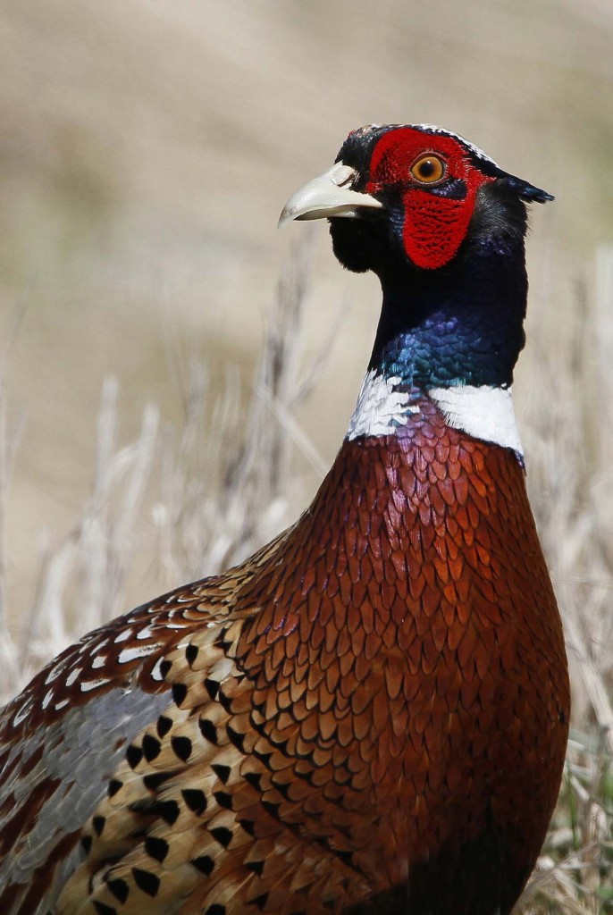 Ringed neck pheasant - Linton Wildlife Photos