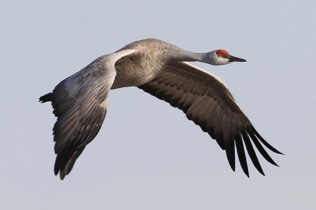 sandhill crane -Linton Wildlife Photography
