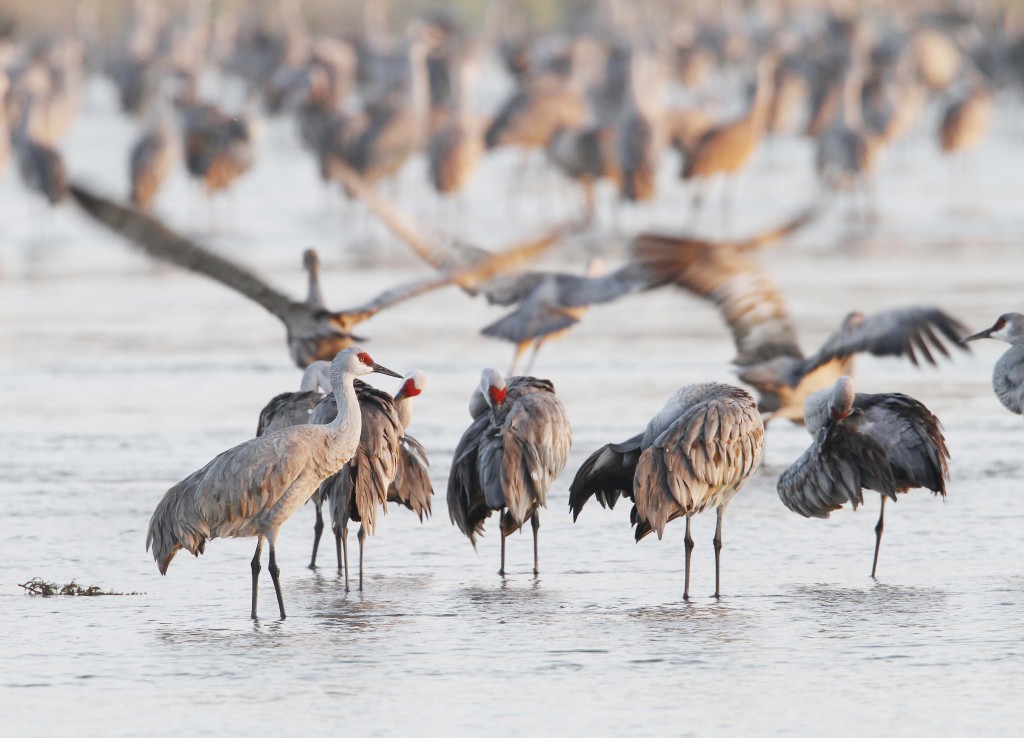 Sandhills Cranes, Nebraska Linton Wildlife Photos Thru Our Eyes