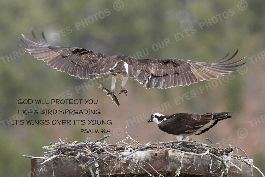 Birds - Linton Wildlife Photography