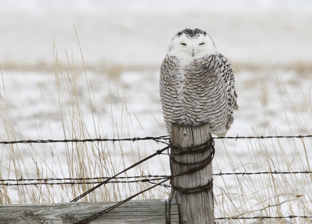 Snowy Owl - Linton Wildlife Photos