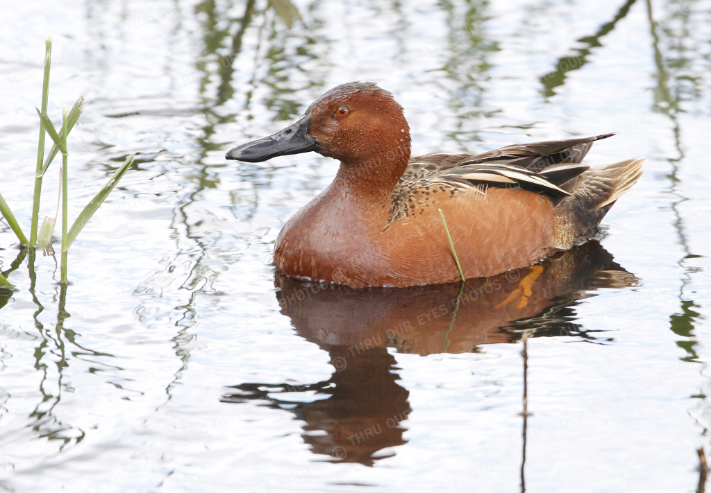 Cinnamon Teal Duck - Linton Wildlife Photography