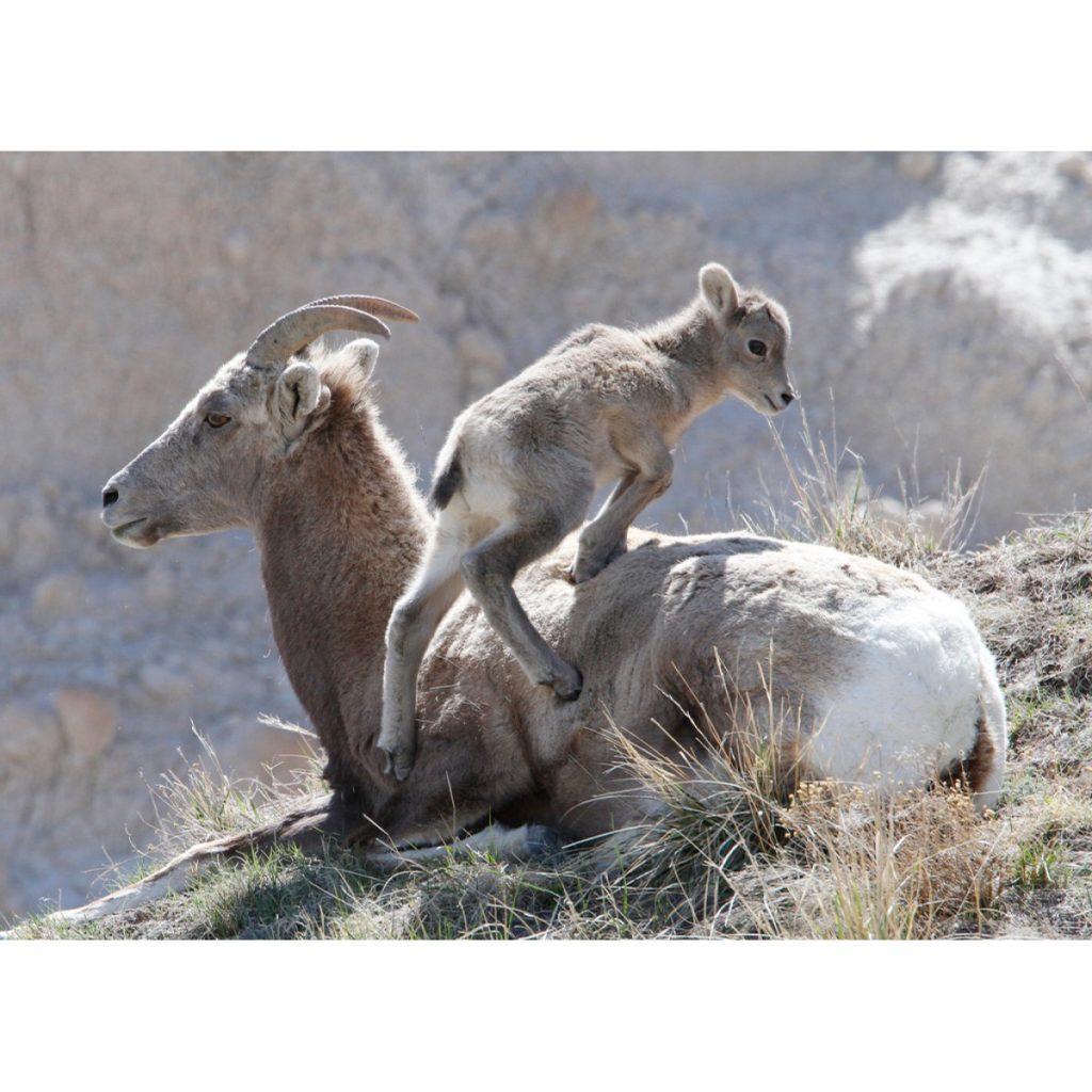 Big Horn Sheep - Ewe and Lamb