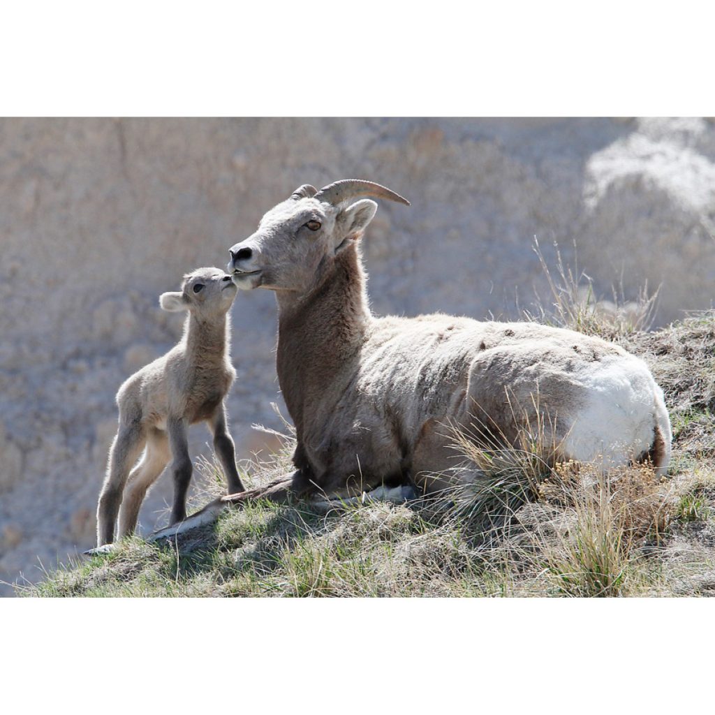 Big Horn Sheep - Ewe and Lamb Kiss