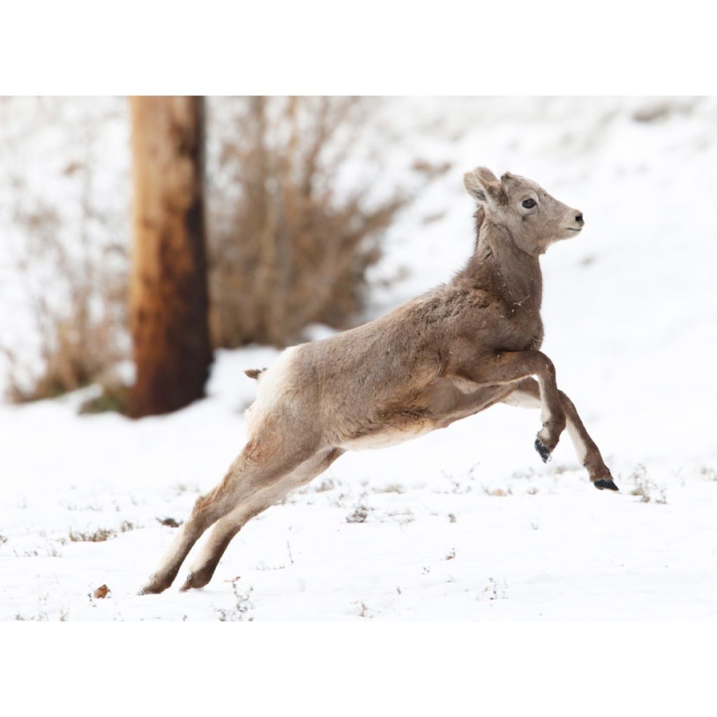 Big Horn Sheep Lamb Jumping in the Snow