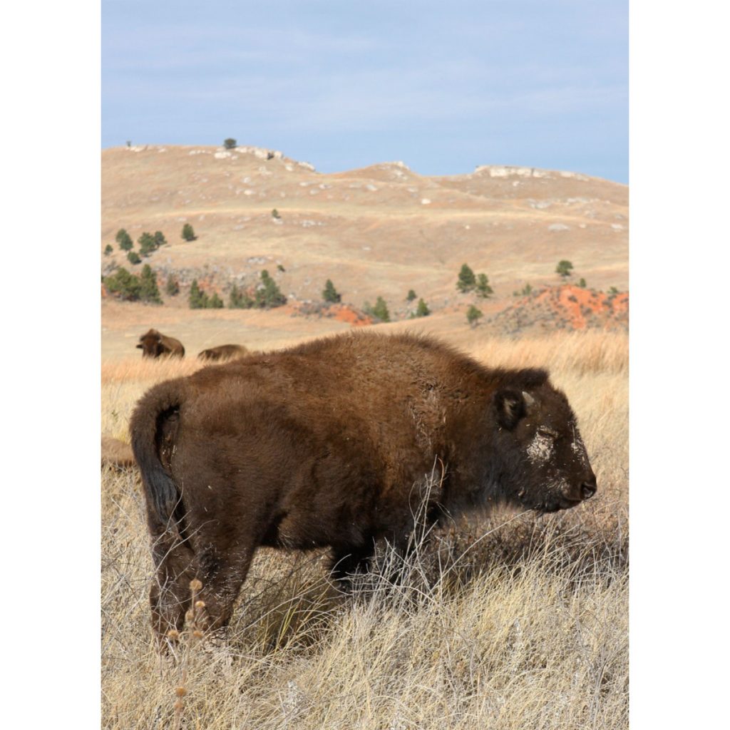 Black Hills Buffalo