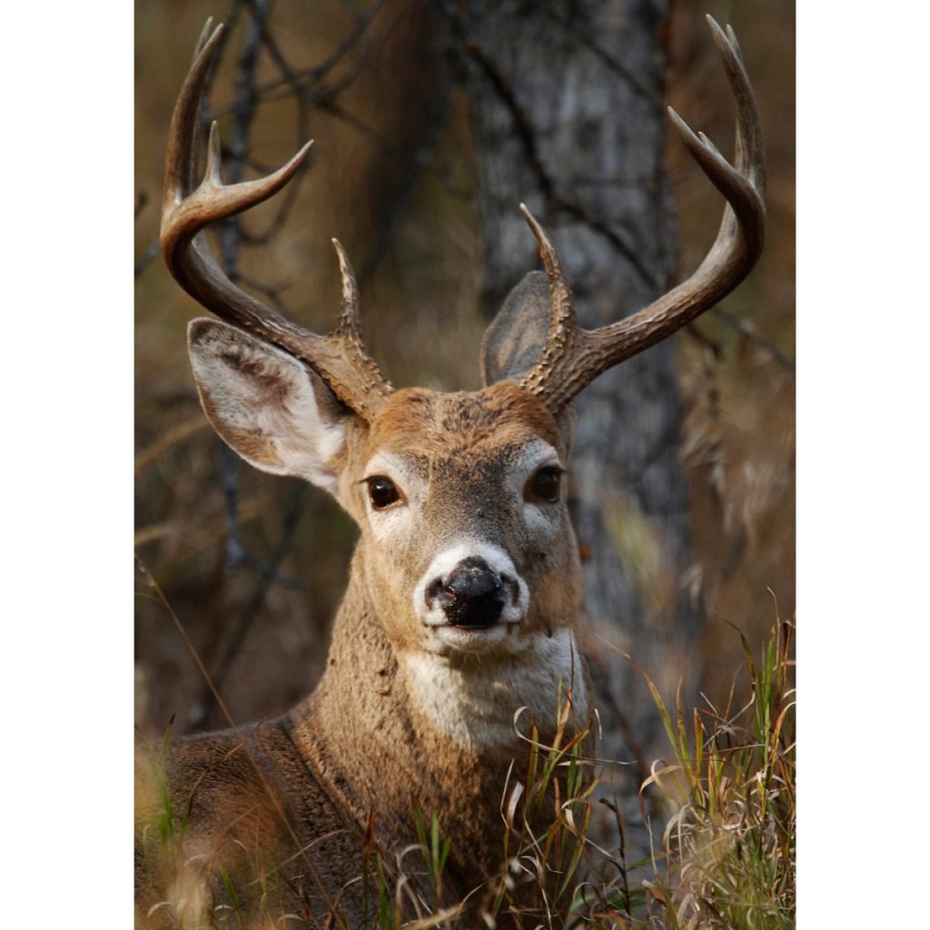 Buck Deer Head - Thru Our Eyes Photography | Linton Wildlife Photos