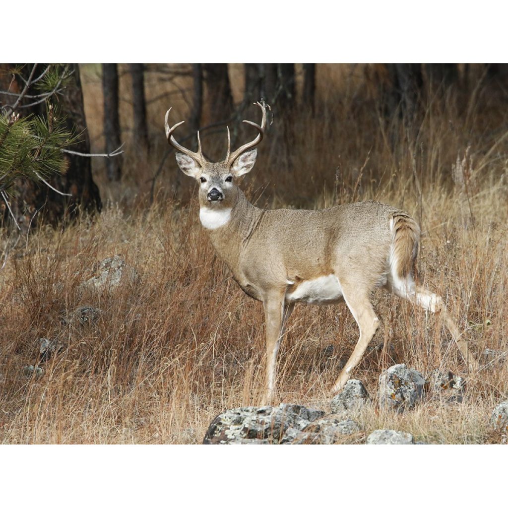 Buck Deer in Woods