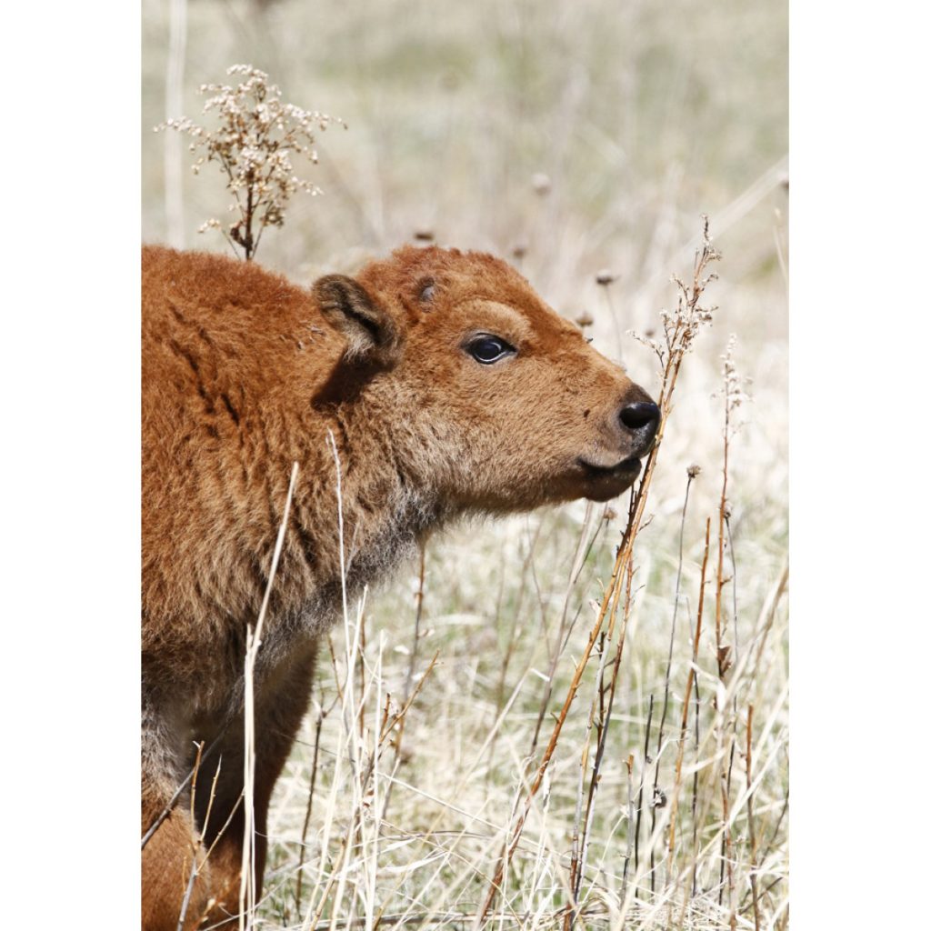 Buffalo Calf