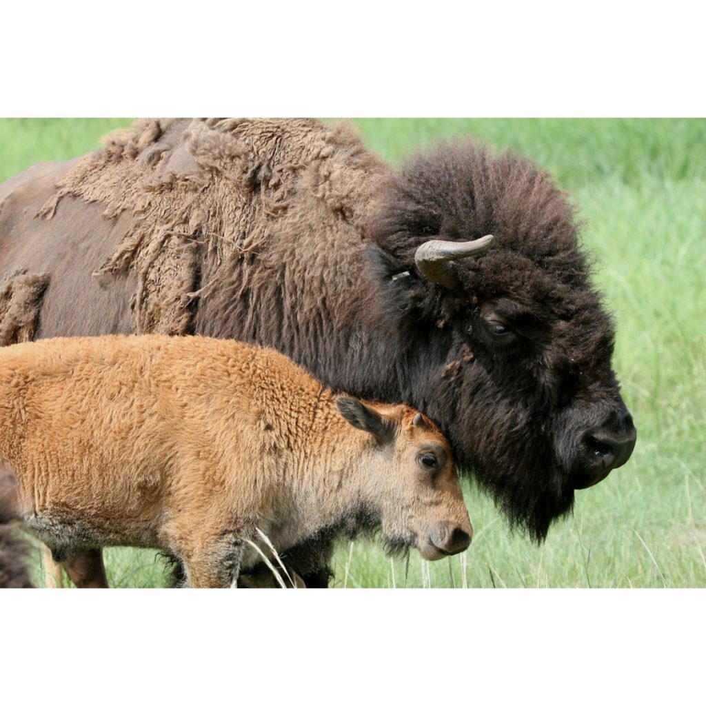 Buffalo Calf