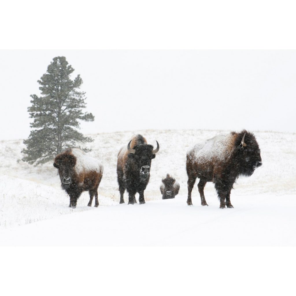 Buffalo Family in South Dakota Snowstorm