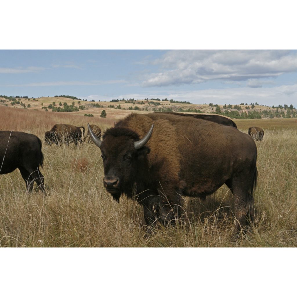 Buffalo Herd