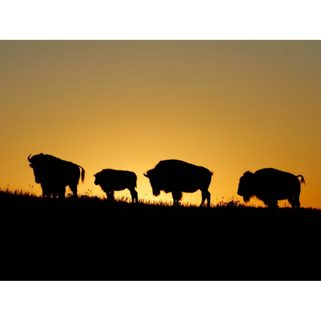 Buffalo Silhouette At Sunrise