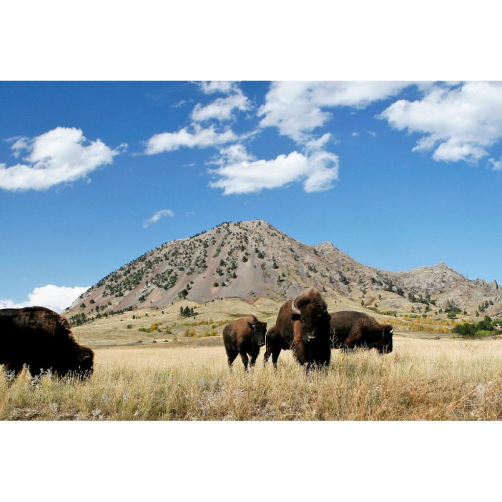 Buffalo at Bear Butte, SD