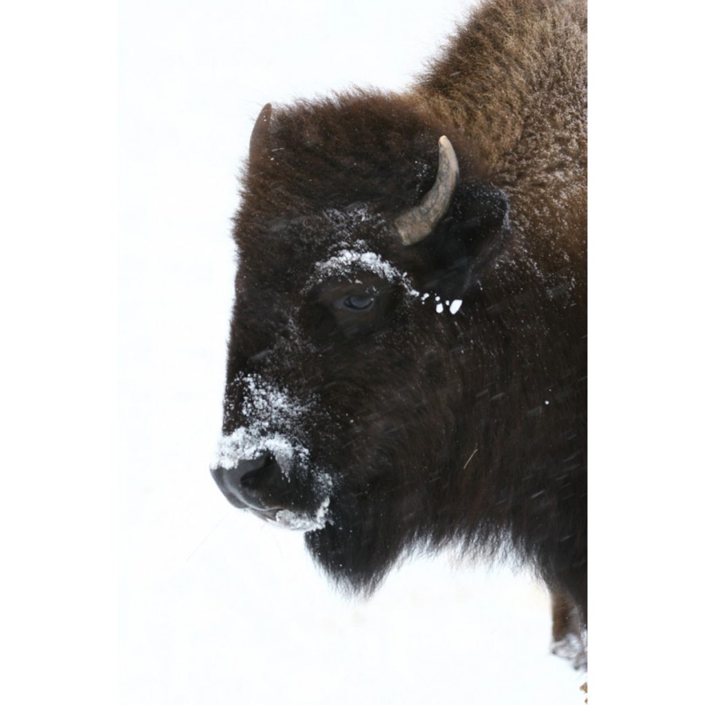 Buffalo In Blizzard