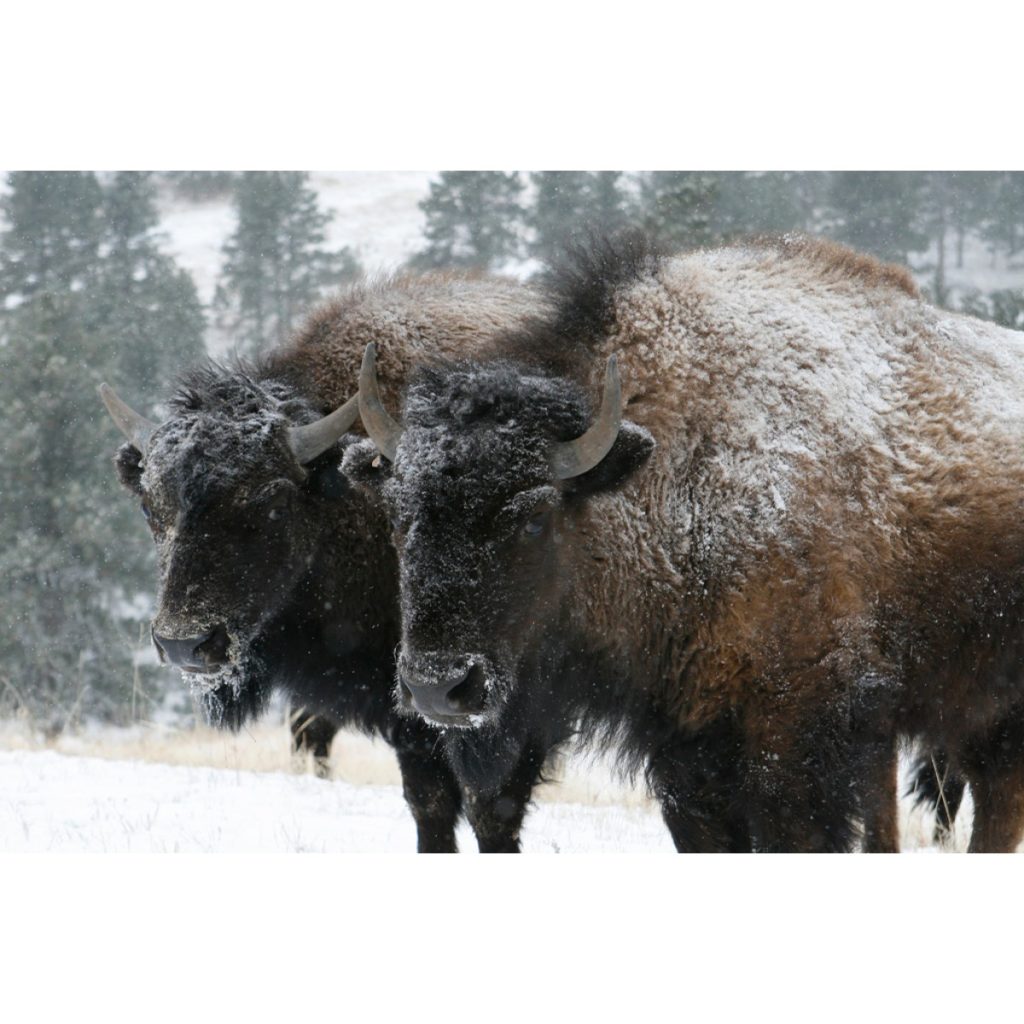 Buffalo In Snowstorm