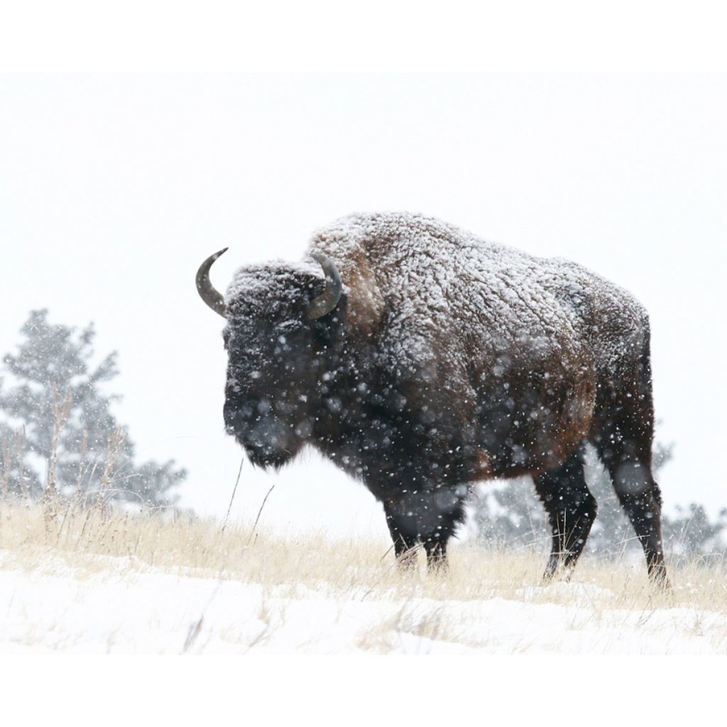 Buffalo In South Dakota Snowstorm