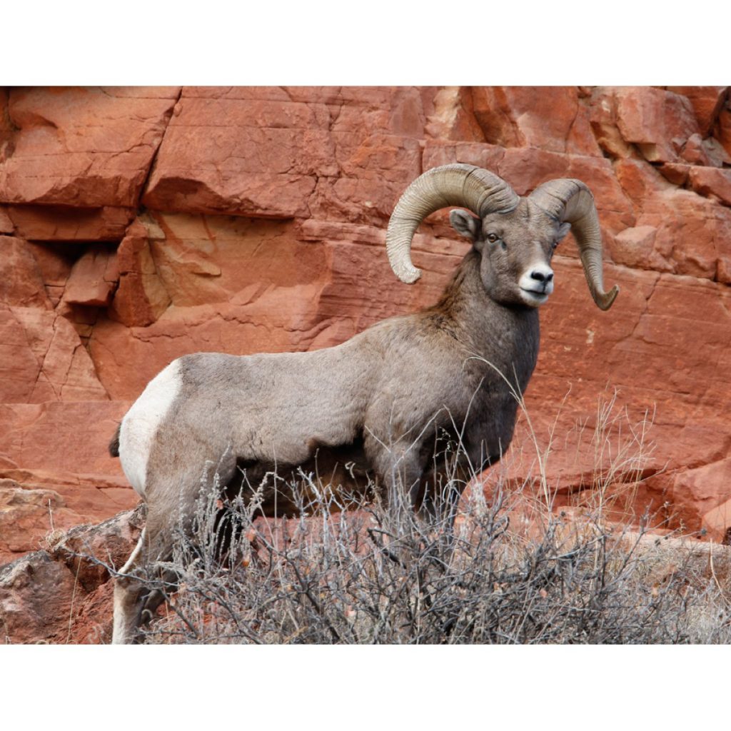 Big Horn Sheep - Ram Photo