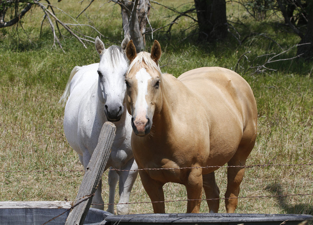 Horses By Fence Thru Our Eyes Photography Linton Wildlife Photos