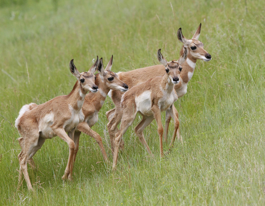 Antelope Herd - Thru Our Eyes Photography | Linton Wildlife Photos