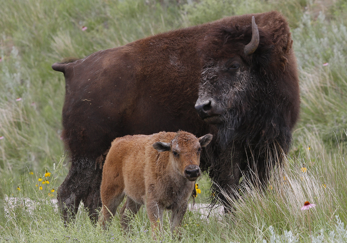 about-buffalo-cow-all-about-cow-photos