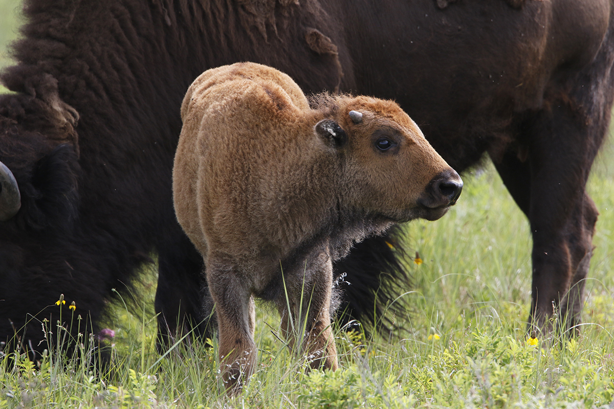 Buffalo Calf with Horns - Thru Our Photography | Linton Wildlife Photos
