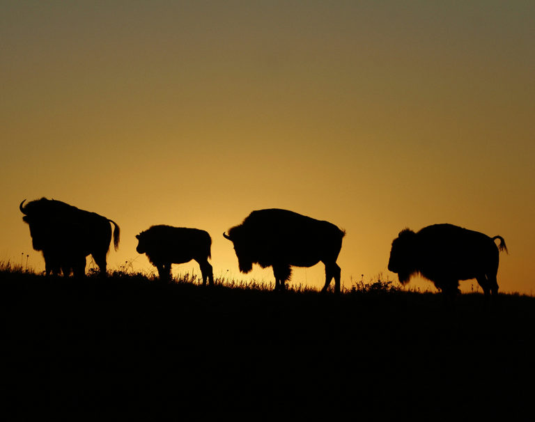 buffalo-at-sunrise-thru-our-eyes-photography-linton-wildlife-photos