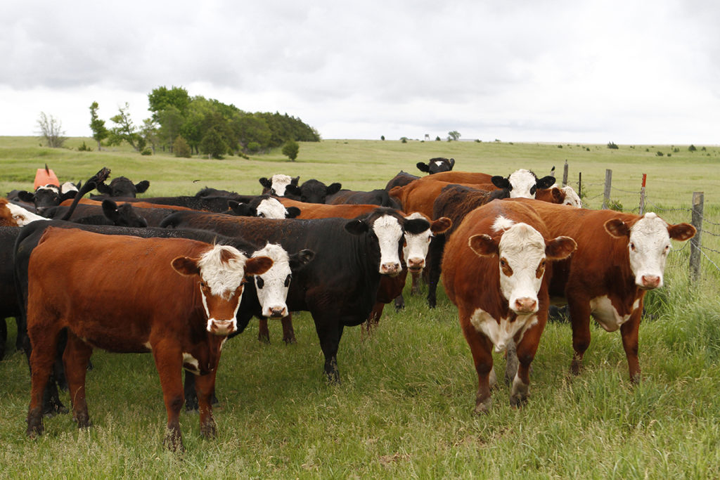 Cattle - Thru Our Eyes Photography | Linton Wildlife Photos