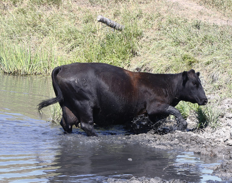 Cow Stuck In The Mud Thru Our Eyes Photography Linton Wildlife Photos