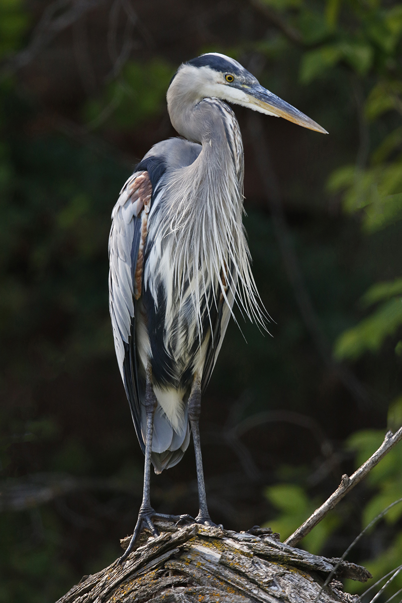 Great Blue Heron Logo