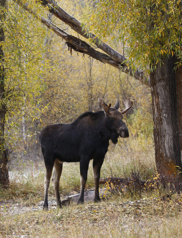 Moose under a Tree - Thru Our Eyes Photography | Linton Wildlife Photos