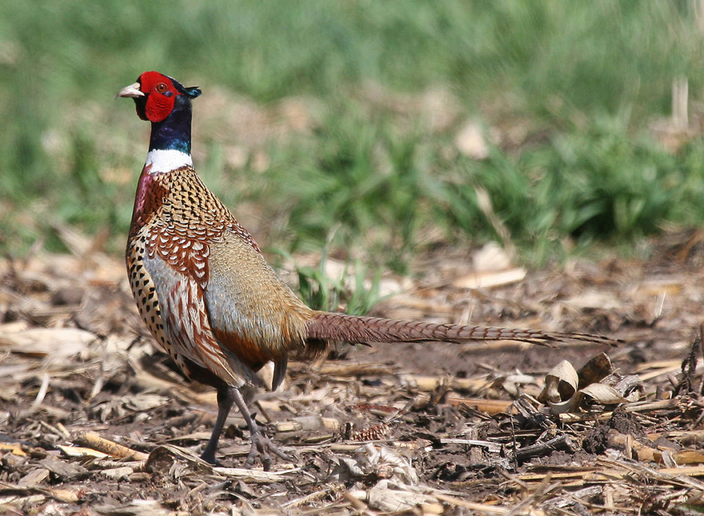 Chinese Ring-necked Pheasant in a Corn field - Thru Our Eyes ...