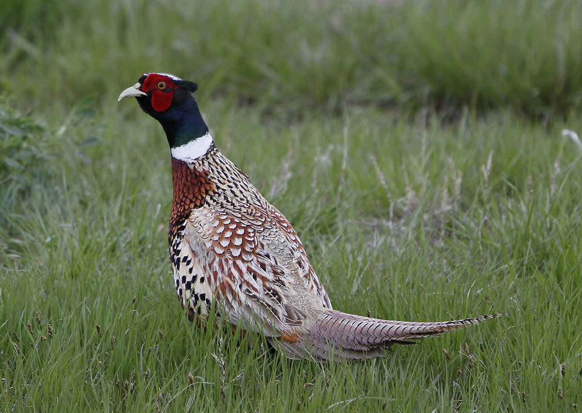 SB-1 Details about   *Postcard-South Dakota State Bird-"Ring-Necked Pheasant...State BIrd" 
