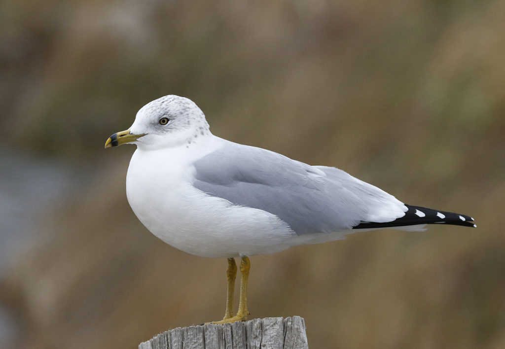 Gull - Thru Our Eyes Photography | Linton Wildlife Photos