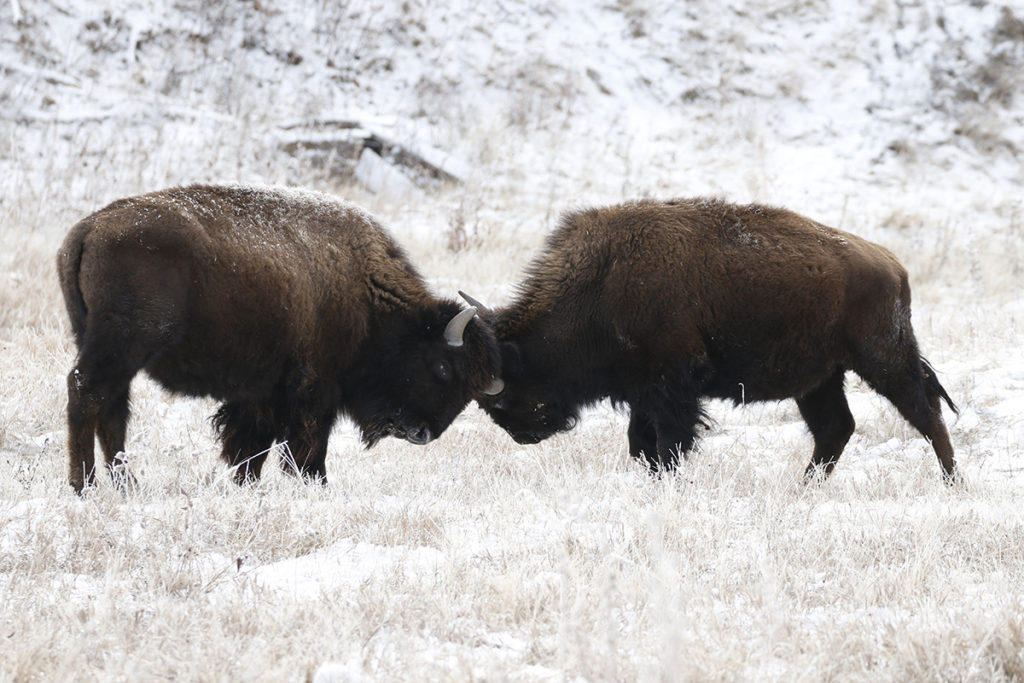 Bufffalo Fighting - Thru Our Eyes Photography | Linton Wildlife Photos