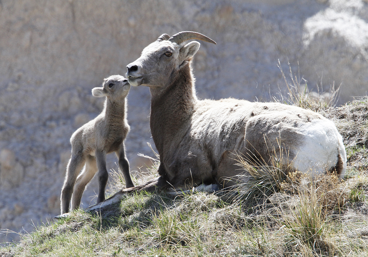 Ram Lamb Kissing Mom - Thru Our Eyes Photography | Linton Wildlife Photos