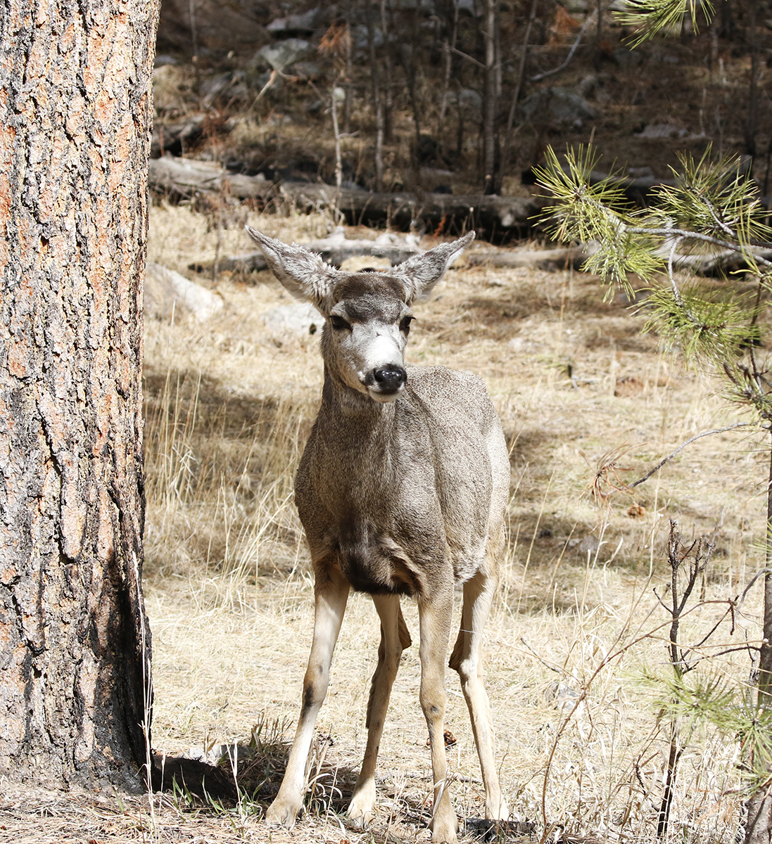 White Tail Doe with Perked Ears - Thru Our Eyes Photography | Linton ...