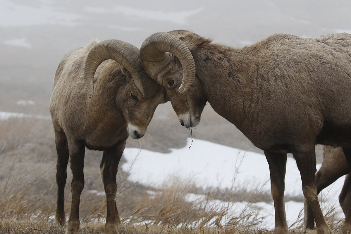Big Horn Sheep Rams Butting Horns for Dominance Thru Our Eyes