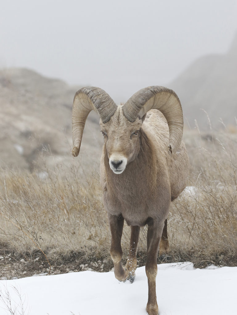 Big Horn Sheep Ram Charging through the Snow - Thru Our Eyes ...